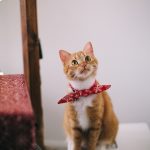 How to prepare for a cat emergency