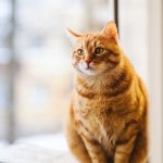 How to prepare for a cat emergency